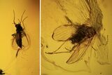 Fossil Moth fly (Psychodidiae) & Fly (Diptera) In Baltic Amber #105478-2